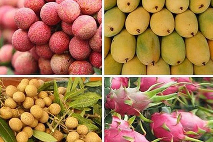 Cơ hội mở rộng xuất khẩu rau quả vào EU