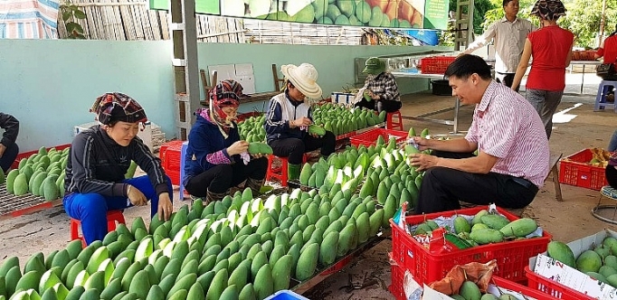 Xuất khẩu rau, quả giữ tăng trưởng ổn định