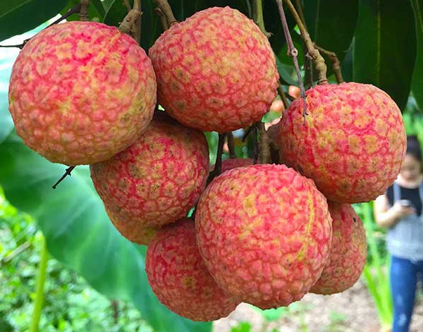 Xuất khẩu vải tăng mạnh, đạt hơn 40 triệu USD