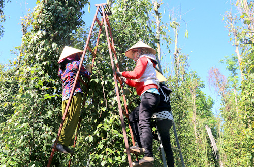 Chính quyền Bà Rịa - Vũng Tàu huy động người thu hoạch tiêu giúp dân