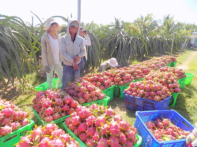 Thanh long có giá cao trở lại, nhà vườn Bình Thuận kỳ vọng vụ tết