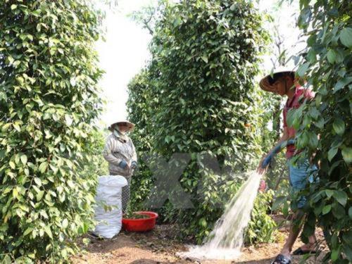 Nguyên nhân giá tiêu xuất khẩu giảm tới 62%
