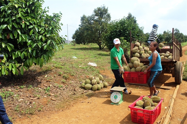  Lý giải chuyện Trung Quốc ngừng mua sầu riêng của Việt Nam