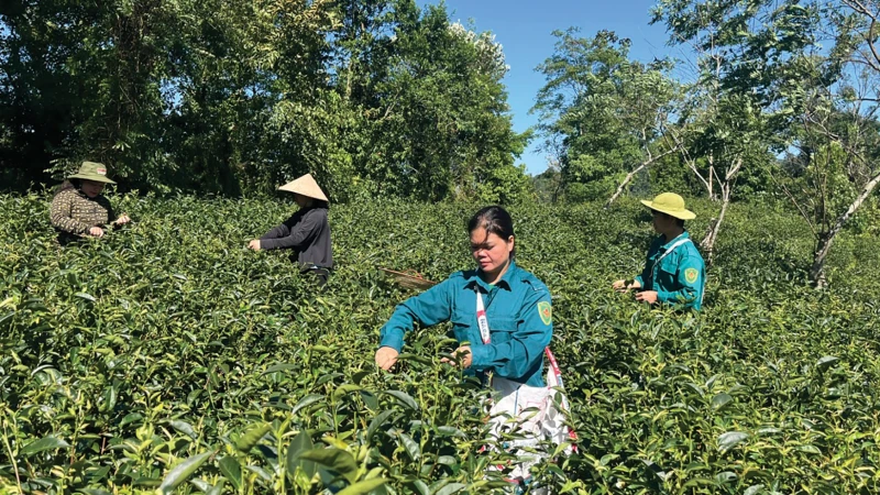 Xã Thạch An tập trung phát triển cây chè hàng hóa
