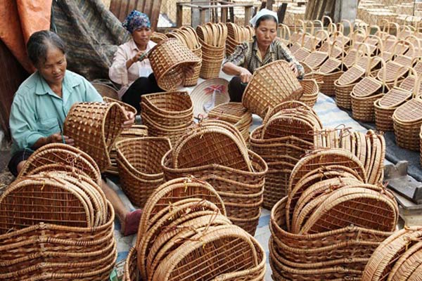 Cần có chính sách 'thật' cho phát triển ngành tre, nứa