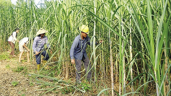 “Vị đắng”... mía đường