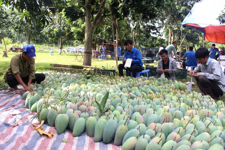 Xoài Việt Nam đã xuất khẩu vào Mỹ