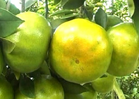 216 ha quýt đường Hậu Giang cho doanh thu hơn 20 tỷ đồng