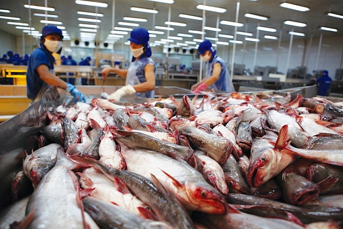 Xuất khẩu cá tra: Tín hiệu tích cực từ thị trường Mỹ, Eu, Trung Quốc