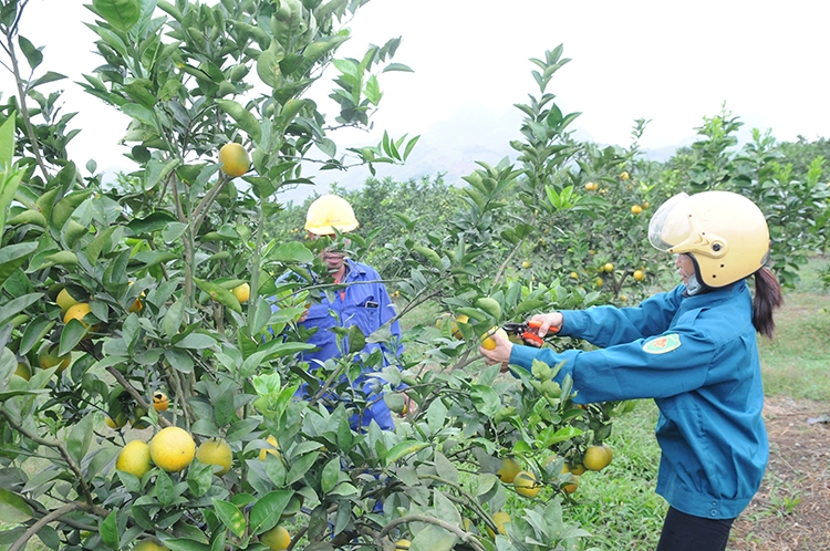 Nhân rộng mô hình sản xuất kinh doanh nông sản, thực phẩm sạch, đảm bảo an toàn