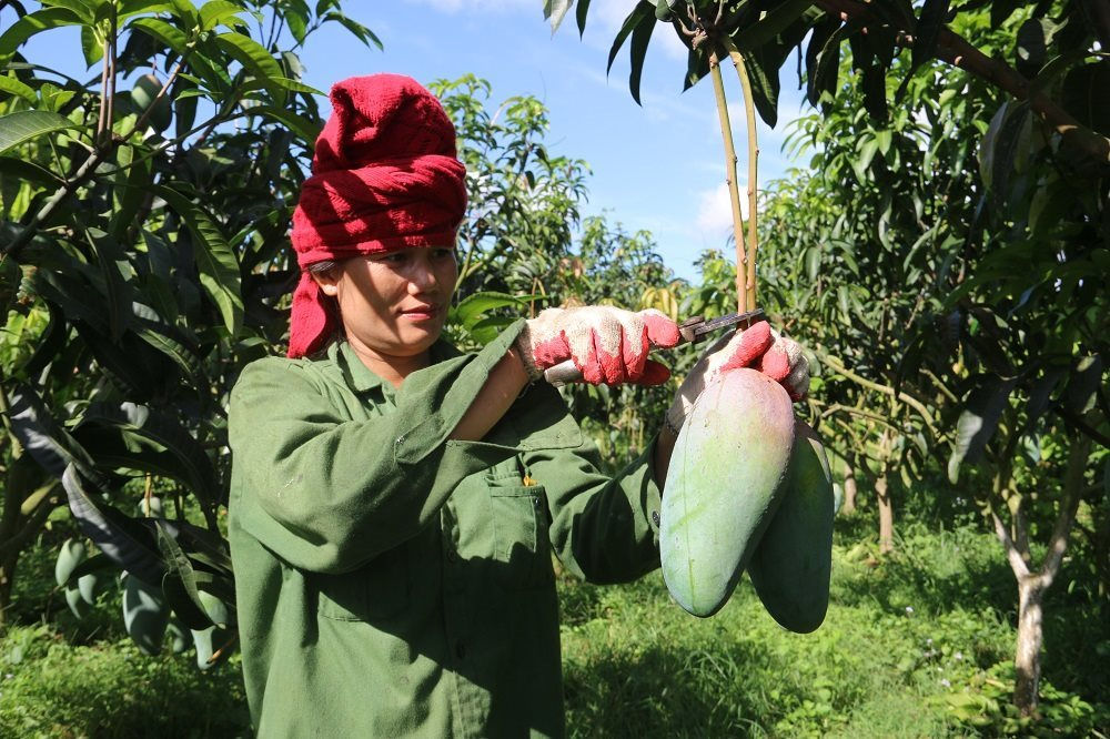 Sản xuất sản phẩm xoài chất lượng tạo nguồn nguyên liệu xuất khẩu
