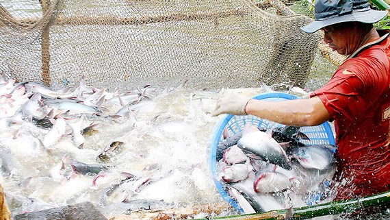 Xuất khẩu cá tra đạt gần 1,2 tỷ USD