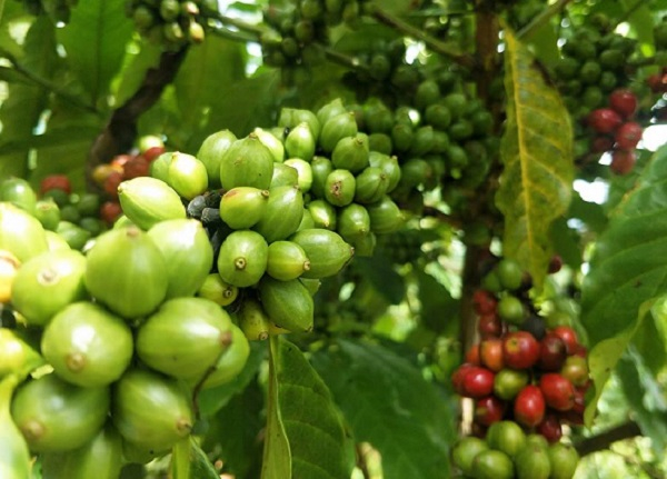 Dư cung khiến giá cà phê giảm nhẹ