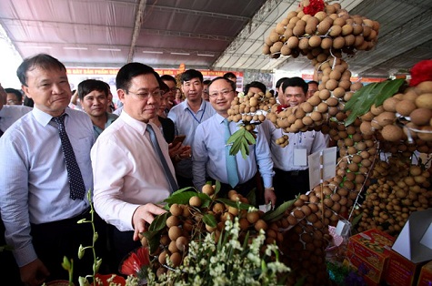 Doanh thu kỷ lục từ vụ mùa nhãn, vải
