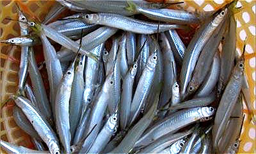 Thương lái Trung Quốc lùng mua cá lìm kìm ở miền Tây 3 triệu đồng/kg