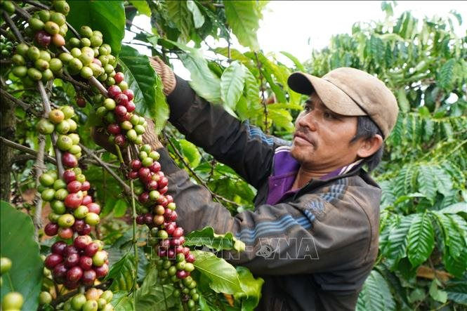 Thị trường nông sản tuần qua: Giá cà phê tăng trở lại