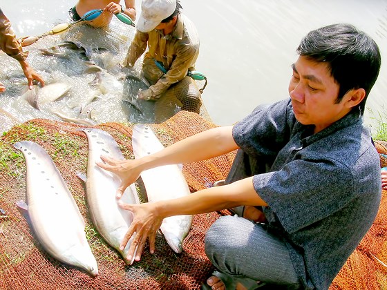 Chọn nông sản chủ lực xây dựng thương hiệu
