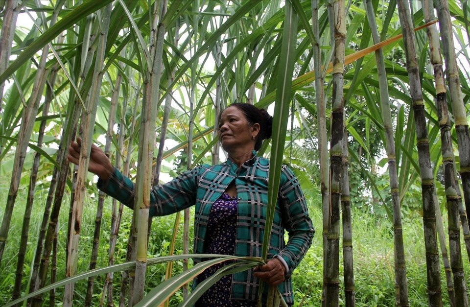 Giá mía nguyên liệu tại Gia Lai có xu hướng tăng
