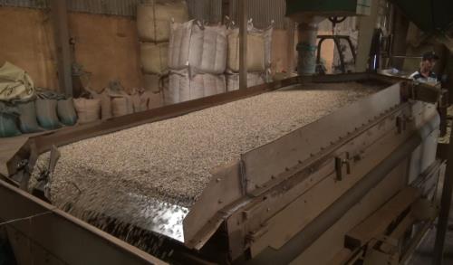 Vì sao xuất khẩu sản phẩm cây công nghiệp chưa bứt phá?