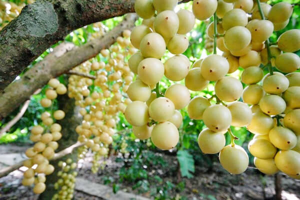 Trái cây ĐBSCL rớt giá thê thảm