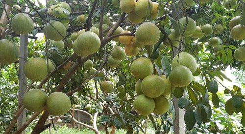 Bưởi đỏ Tân Lạc từ chỗ siêu lợi nhuận, giờ lại đau đầu tiêu thụ