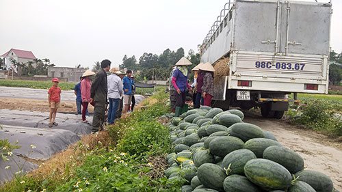 Trung Quốc thay đổi chính sách nhập khẩu: Dưa hấu ảnh hưởng lớn
