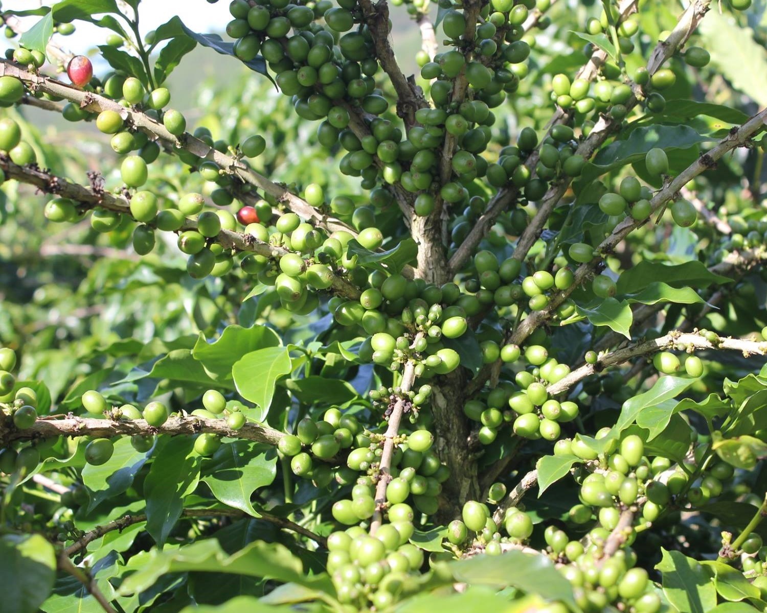 Nông dân lo vì cà phê catimor mất mùa