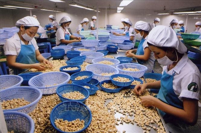 Việt Nam giữ vững ngôi đầu thế giới về chế biến và xuất khẩu điều