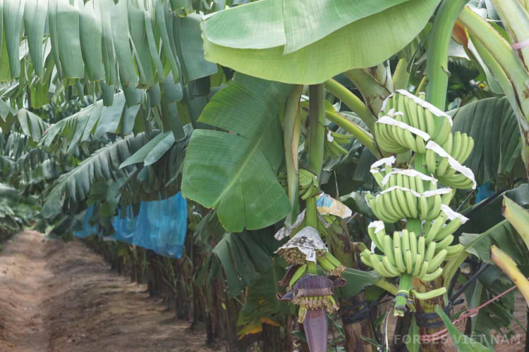 Bầu Đức sẽ trồng thêm hơn 5.000 ha chuối