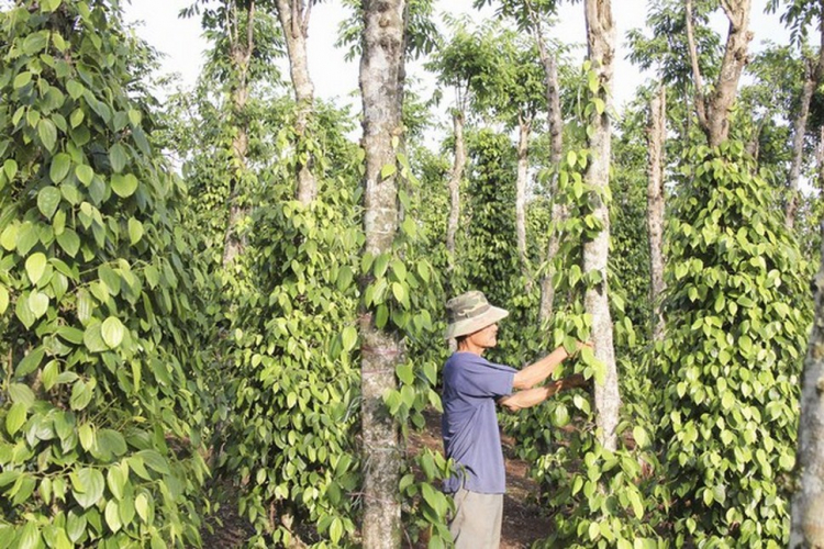 Làm gì để ngành hồ tiêu bứt phá?