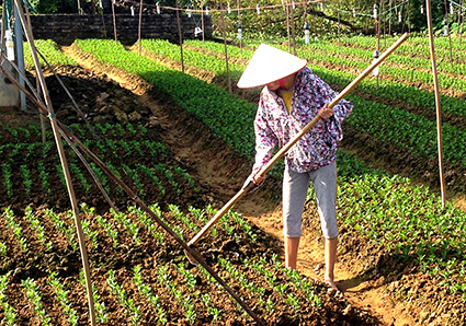 Nghề trồng hoa Tết ở Ninh Phúc