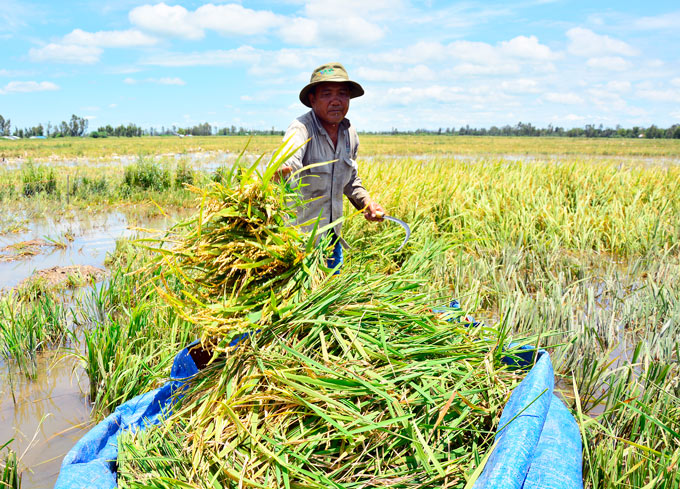 Kiên Giang: Dốc toàn lực cứu lúa thu đông trước lũ