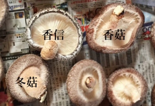 Xuất hiện nấm hương Nhật giá 8,6 triệu đồng/kg
