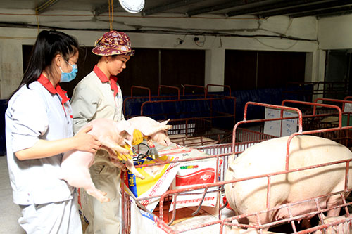 Ngành chăn nuôi: Đừng vui mừng sớm với 'vòng nguyệt quế'