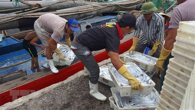 Khắc phục 'thẻ vàng' trong khai thác thủy sản: Vẫn còn nhiều bất cập