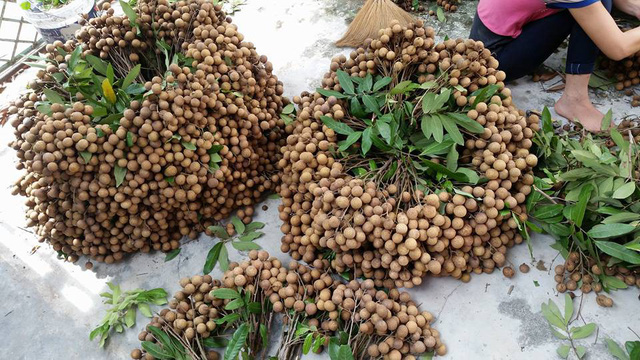 3.000 đồng/kg, người trồng nhãn Hưng Yên chán, bỏ thu hoạch