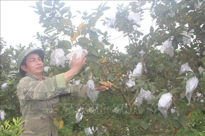 Mùa ổi ngọt trên đất đồi xứ Thanh