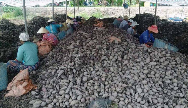 Khắc phục chuyện Trung Quốc ngừng mua, nông sản rớt giá?