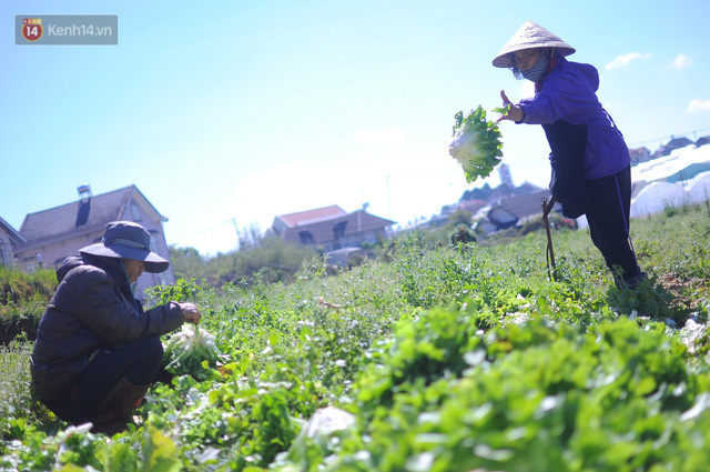 Nông dân khốn khổ vì nông sản Trung Quốc nhái hàng Đà Lạt: "3 tháng trồng khoai không bán được đồng nào, chỉ biết khóc..."