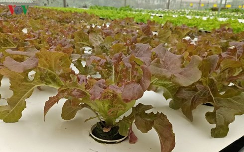 Phát triển nông nghiệp công nghệ cao cần những doanh nghiệp lớn