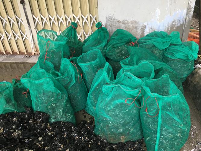 Sau mưa bão, ngư dân hối hả săn 'lộc biển', kiếm cả triệu bạc