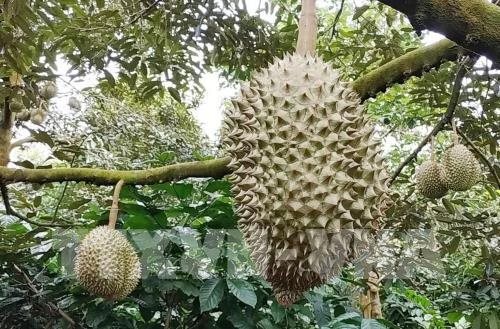 Trái cây đặc sản Trà Vinh được mùa, được giá