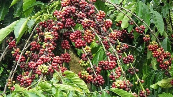 Nhân rộng mô hình PPP ra 10 mặt hàng nông sản chủ lực