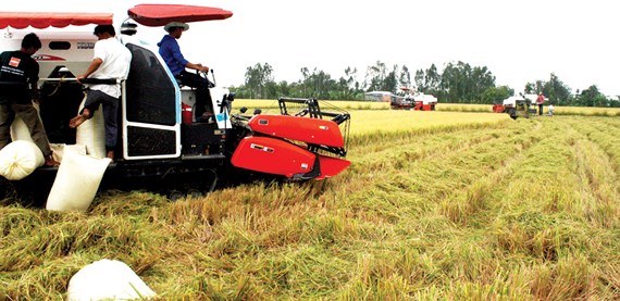 Xuất khẩu gạo trở lại thời hoàng kim?