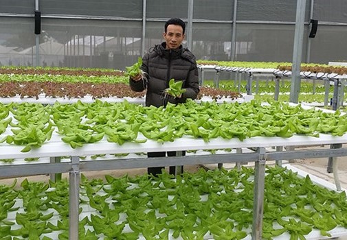 “Rẽ trái” sang làm nông: Trồng rau thủy canh