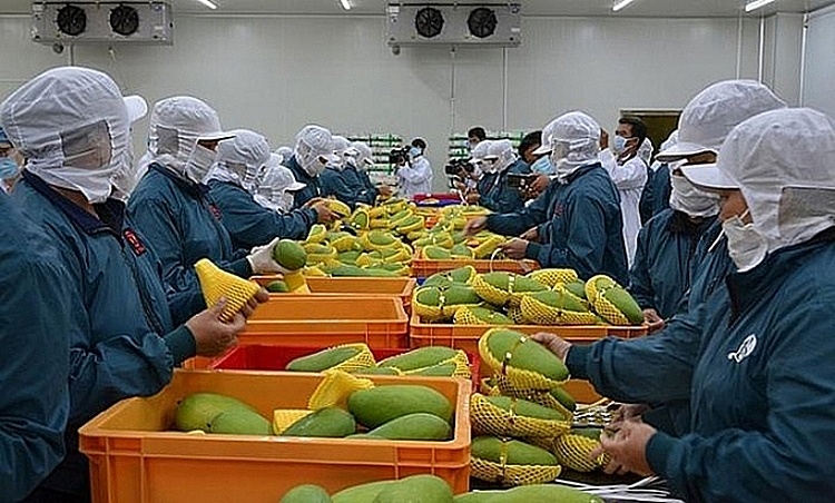 Thực thi EVFTA: Rau, quả thêm lợi thế cạnh tranh