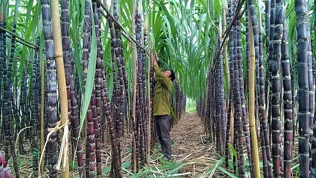 Ngành mía đường: Chủ động hội nhập