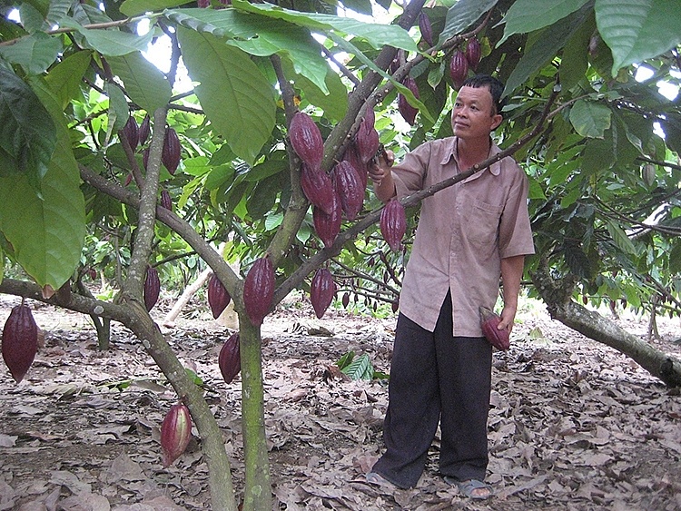 Ngành ca cao: Thiếu chiến lược dài hơi