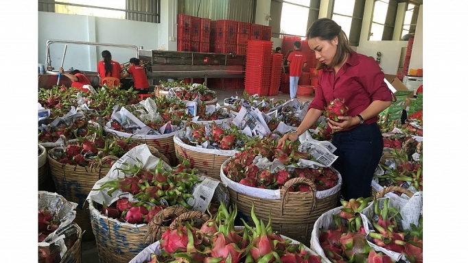 Chuyển hướng thị trường tiêu thụ trái cây