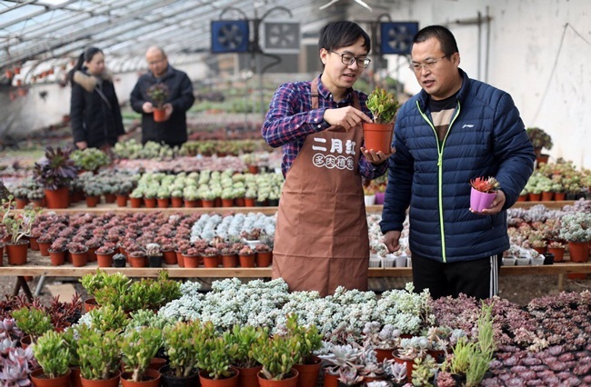 Khởi nghiệp với loại cây cảnh nhỏ bằng bàn tay mà thu về gần 700 triệu/năm